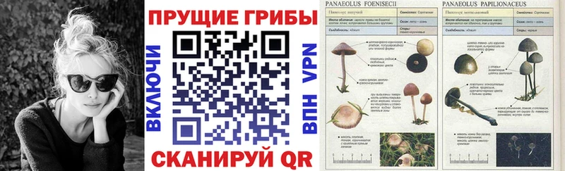 Псилоцибиновые грибы прущие грибы  Белоозёрский 